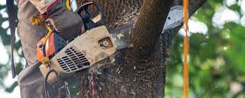 Professional Tree Services in Newport, KY