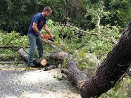 Best Leaf Removal  in Newport, KY