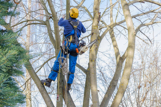 How Our Tree Care Process Works  in  Newport, KY